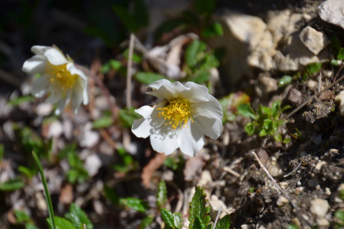 Rosengarten 03.06.2015